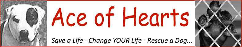 Save A Life,&nbsp;Foster